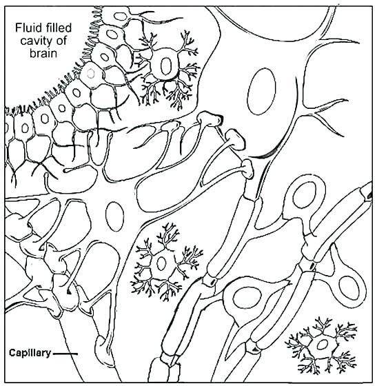 547x560 Human Cell Coloring Page Hibernating Animals Coloring Pages Cell
