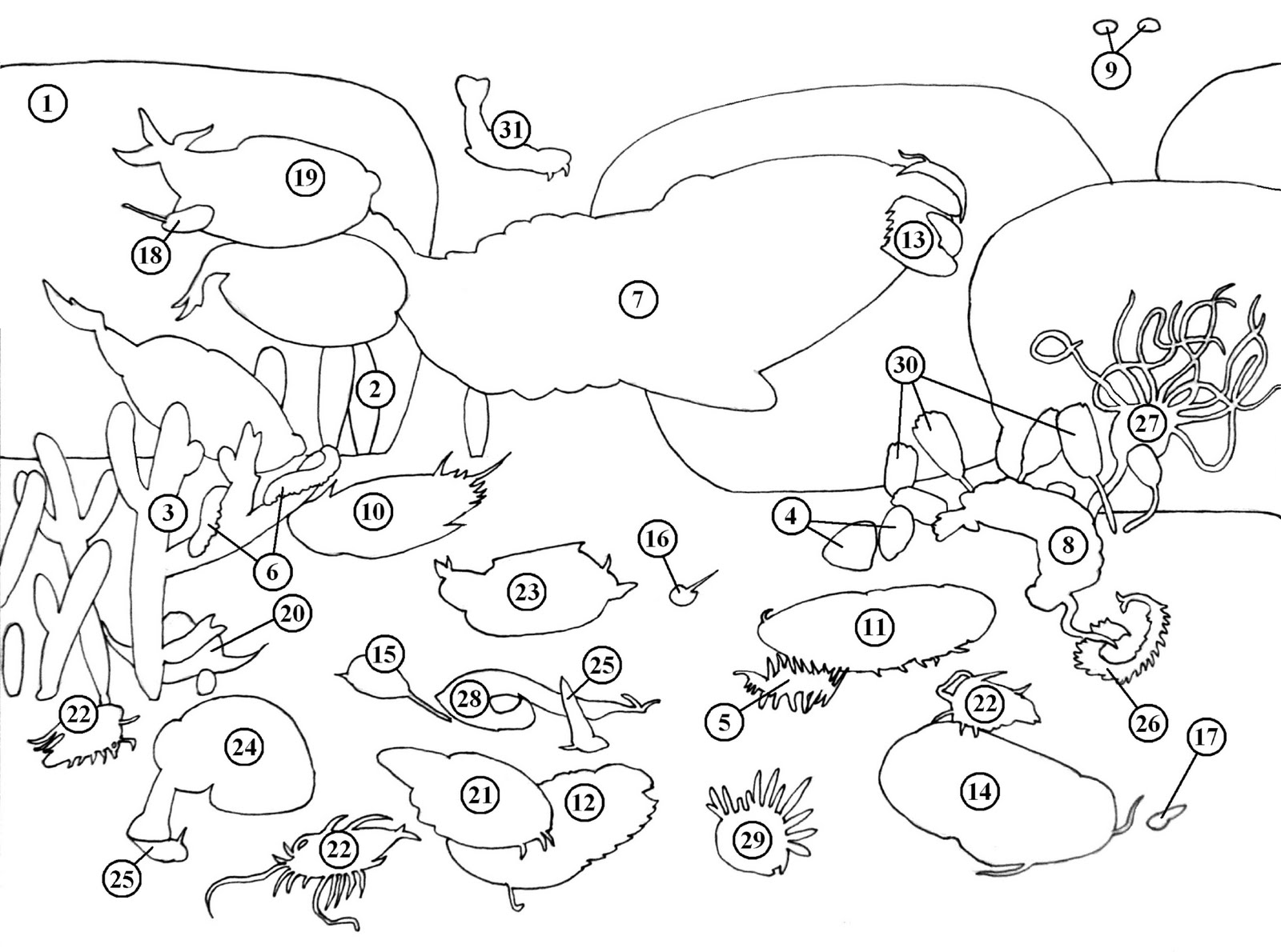1600x1190 Hibernating Animals Coloring Pages