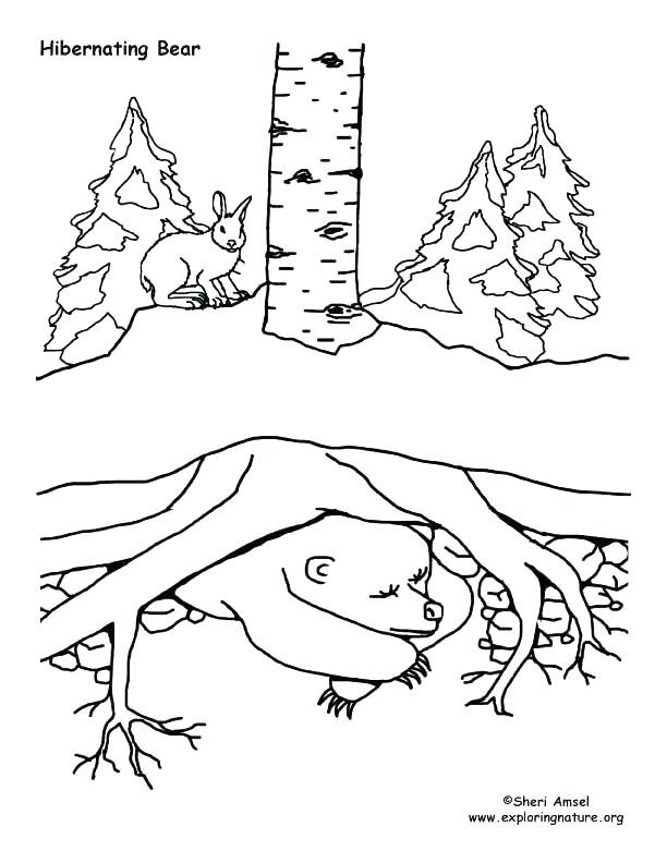 612x792 Hibernating Animals Coloring Pages Click The Hibernating Bear
