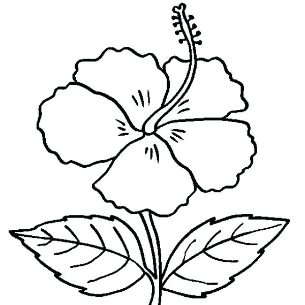 600x600 Hibiscus Coloring Pages Hibiscus Flower In Bloom Coloring Page