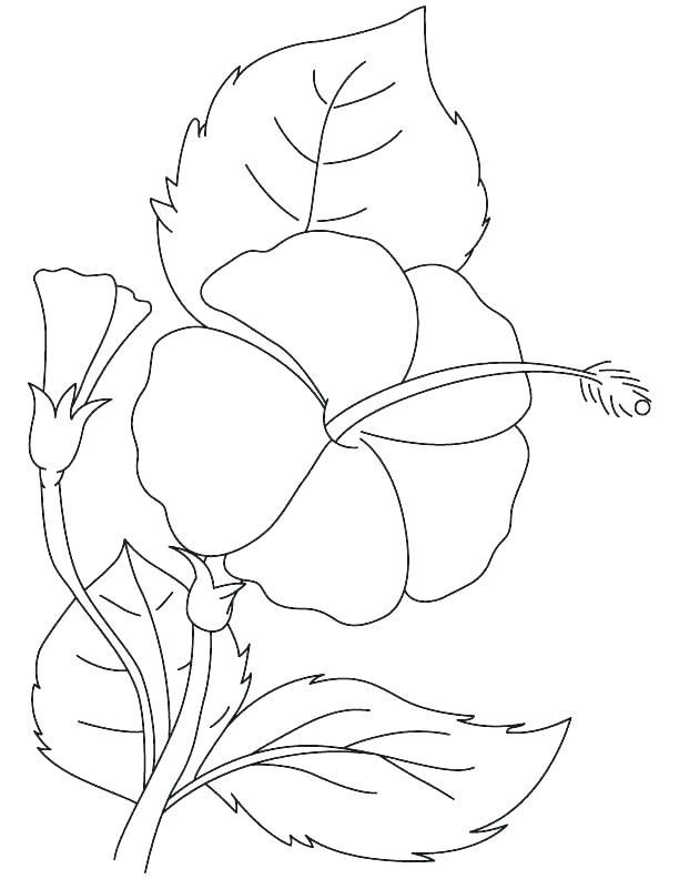 612x792 Hibiscus Flower Coloring Pages Hibiscus Coloring Pages Hibiscus