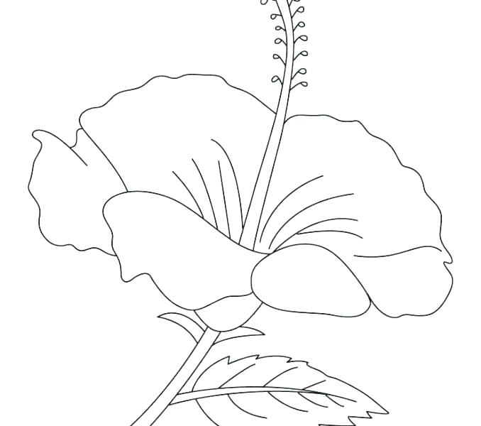 678x600 Hibiscus Flower Coloring Page