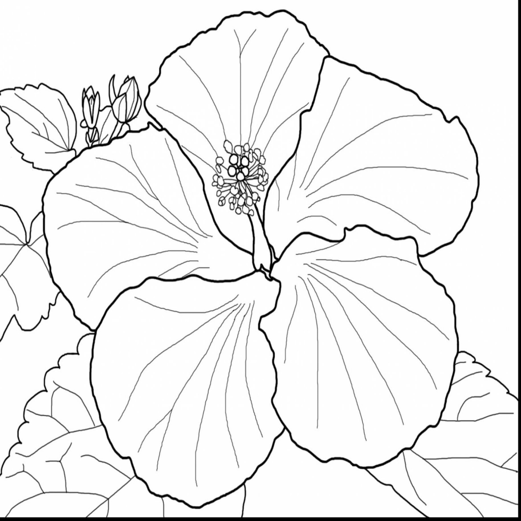 Hibiscus Flower Coloring Page