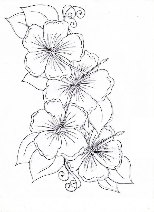 600x826 Hibiscus Flower, Hibiscus Flower Drawing Coloring Page