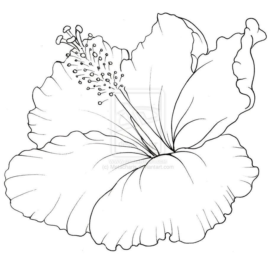 933x857 Hibiscus Flower Coloring Pages Wagashiya