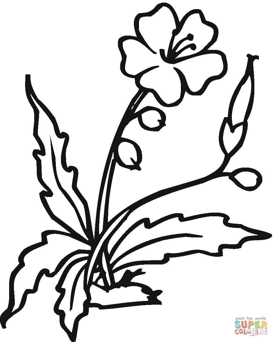 962x1200 Flower Coloring Pages To Print Hibiscus Page For Kids Flowers Free