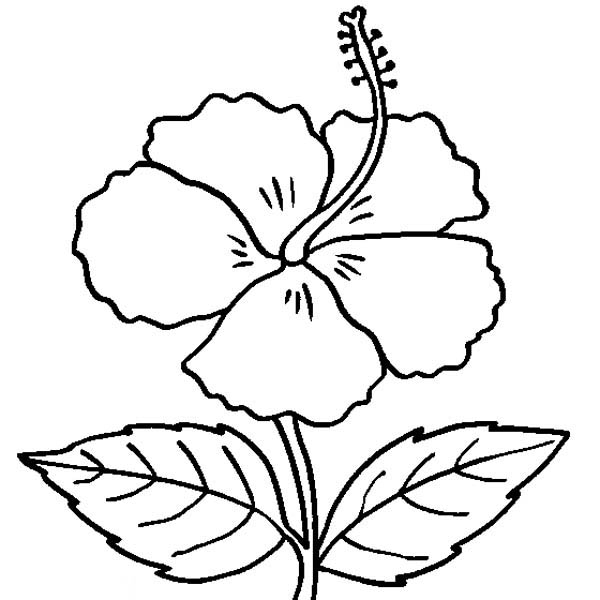 600x600 Hibiscus Flower In Bloom Coloring Page Color Luna