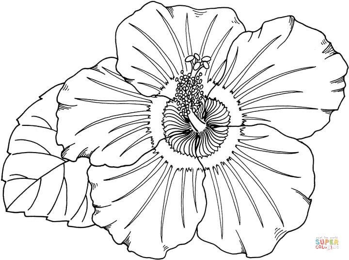 720x535 Hibiscus Super Coloring Colos Vierges Hibiscus