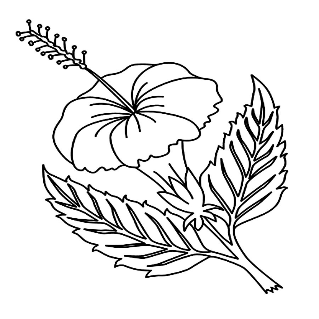 1024x1024 Printable Hibiscus Coloring Pages For Kids Regarding The Amazing
