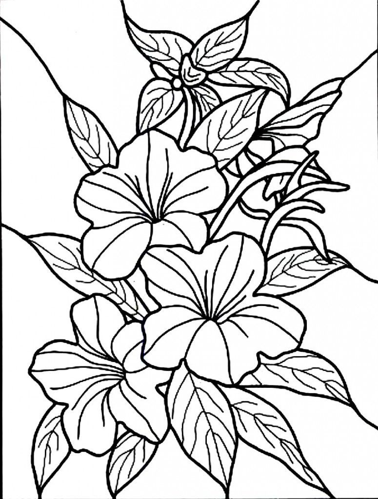 775x1024 Trend Hibiscus Flower Coloring Page Awesome Design Ideas