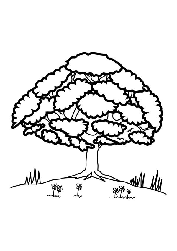 600x849 Oak Tree Up