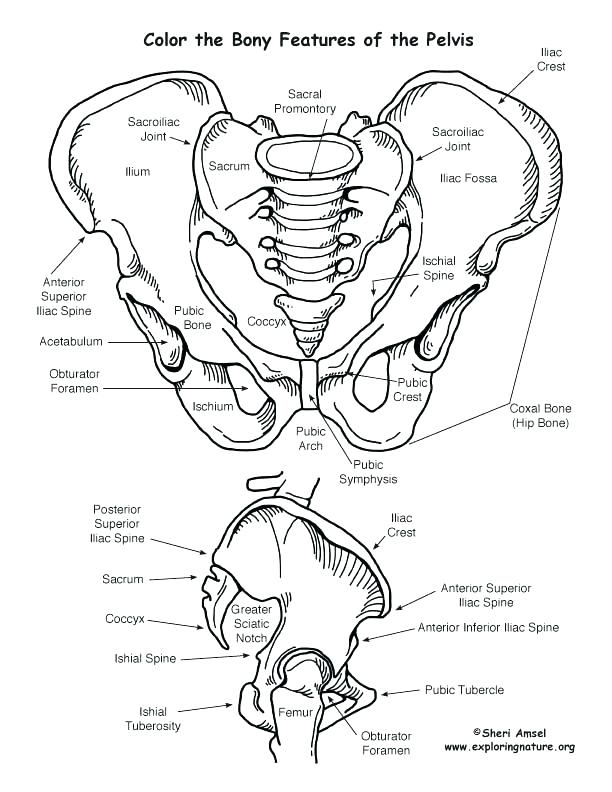 612x792 Circulatory System Coloring Page Anatomy Coloring Pages