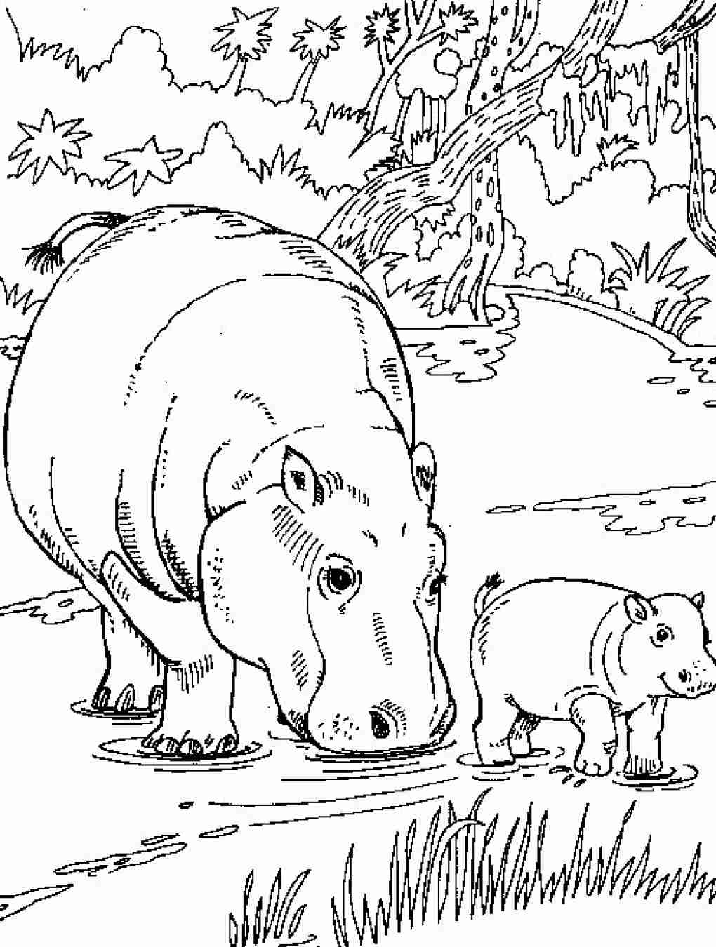 Hippo Coloring Pages For Kids