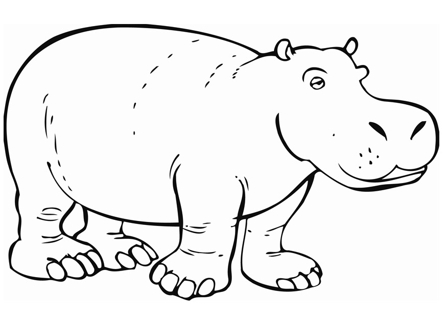 875x620 Hippo Coloring Pages Printable Coloring Page