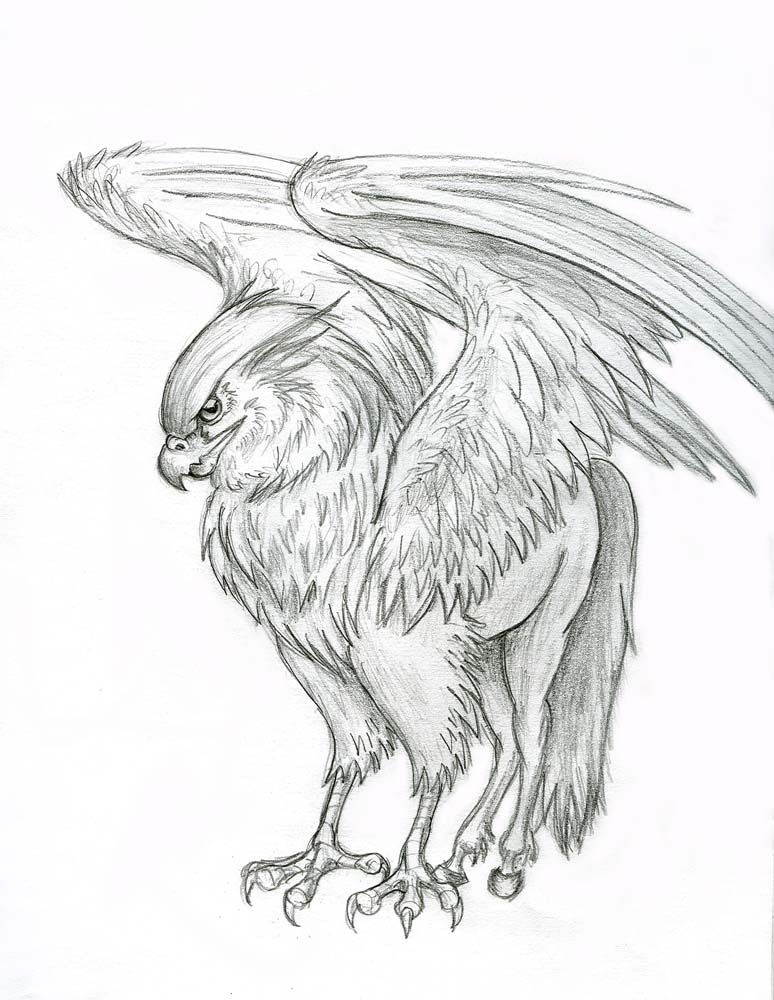 774x1000 Hippogriff Hippogriff By ~lizzy23 On Magical Realm
