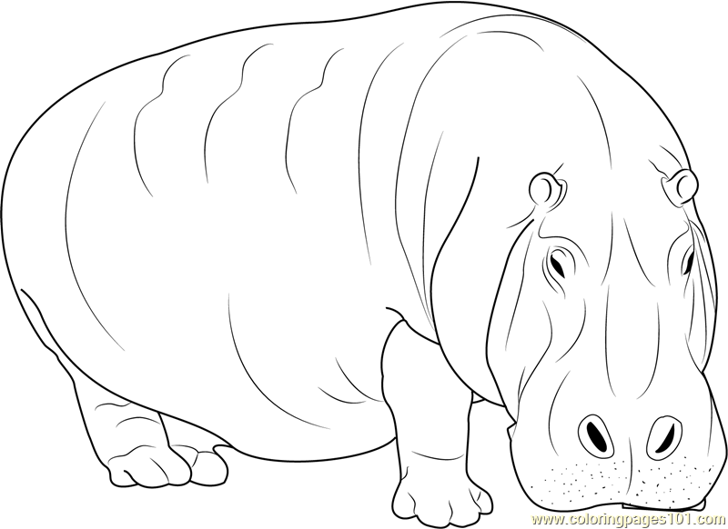 800x582 Adult Hippopotamus Coloring Page