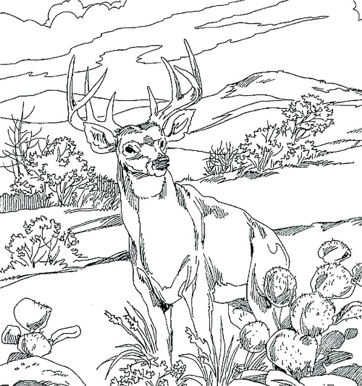 736x783 Hunting Coloring Pages Hunting Coloring Book Also Hunting Coloring