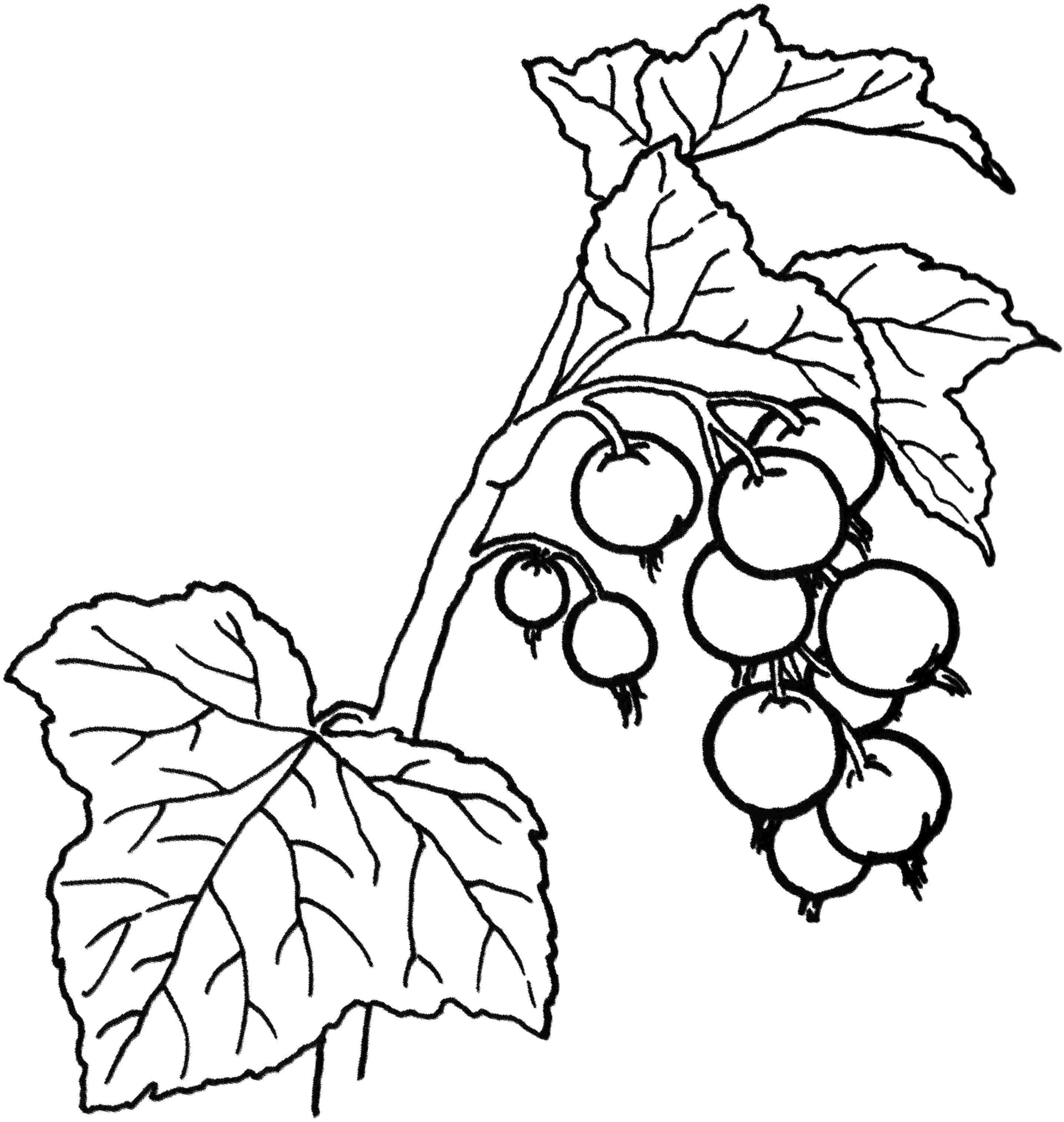 2873x3030 Unusual Inspiration Ideas Berry Coloring Pages Fruit And Berries 9