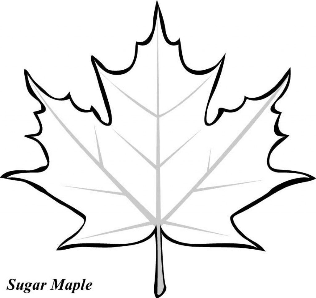 Holly Leaf Coloring Page