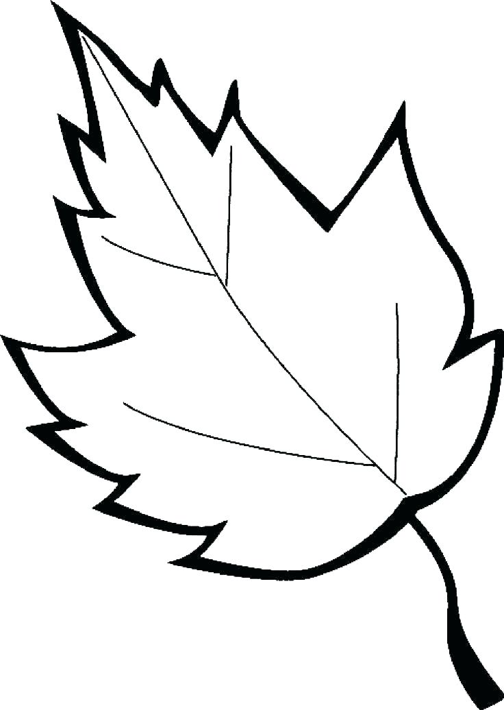 736x1036 Leaves Coloring Pages Pile Of Leaves Coloring Pages Autumn Maple