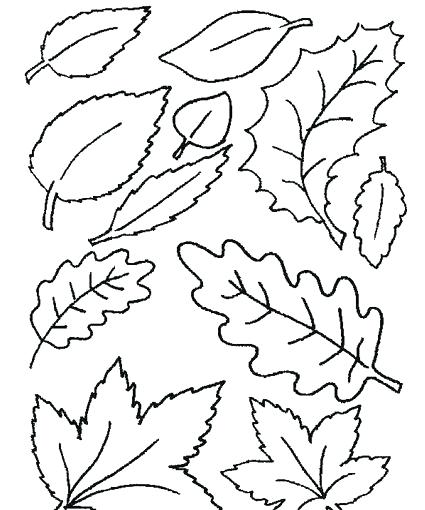 425x510 New Maple Leaf Coloring Page Free Coloring Holly Leaf Template