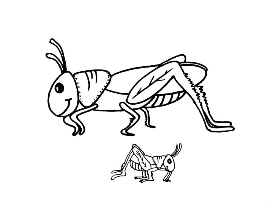 906x700 Grasshopper Coloring Pages This Section Includes Enjoyable
