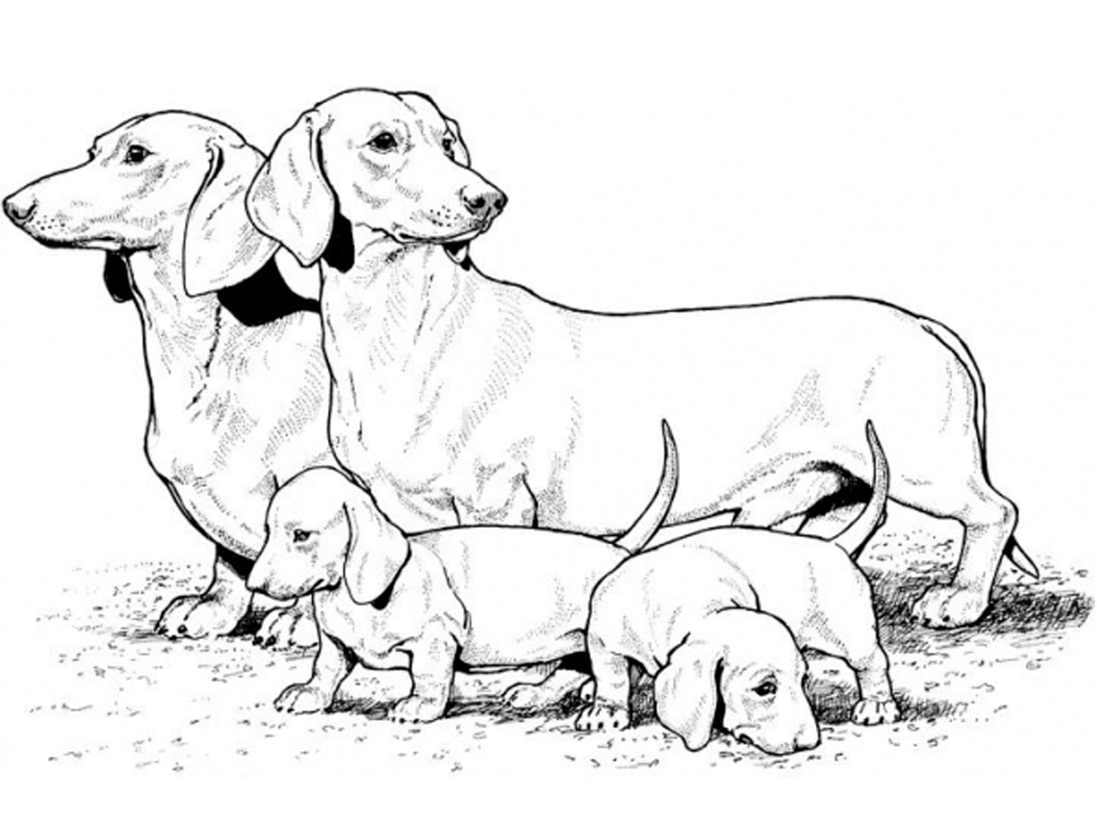 1600x1200 Pitbull Puppy Coloring Page Free Download