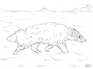 300x225 Honey Badger For Coloring Page