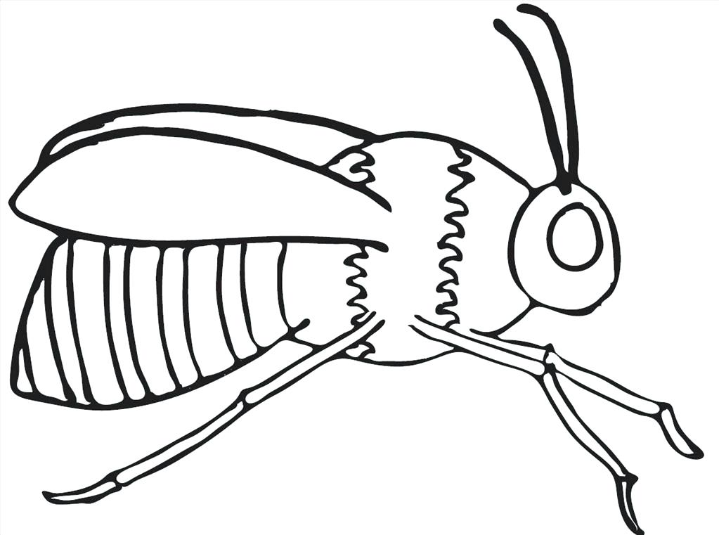 1023x761 Great Bee Coloring Pages Photo Unknown Resolutions High Great Bee