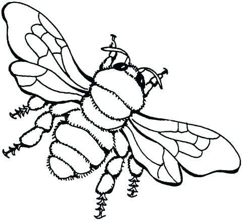 480x437 Honey Bee Coloring Page Awesome Honey Bee Coloring Page Image 3