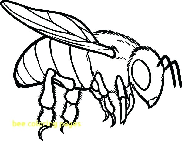 600x464 Honey Bee Coloring Pages Bee Coloring Pages With Honey Bee