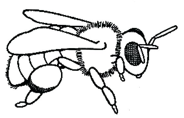 600x385 Bee Coloring Page