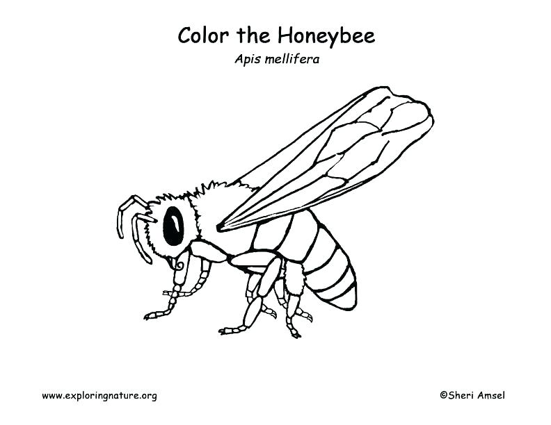 792x612 Honey Bee Coloring Page Honey Bee Coloring Page Honey Bee Coloring