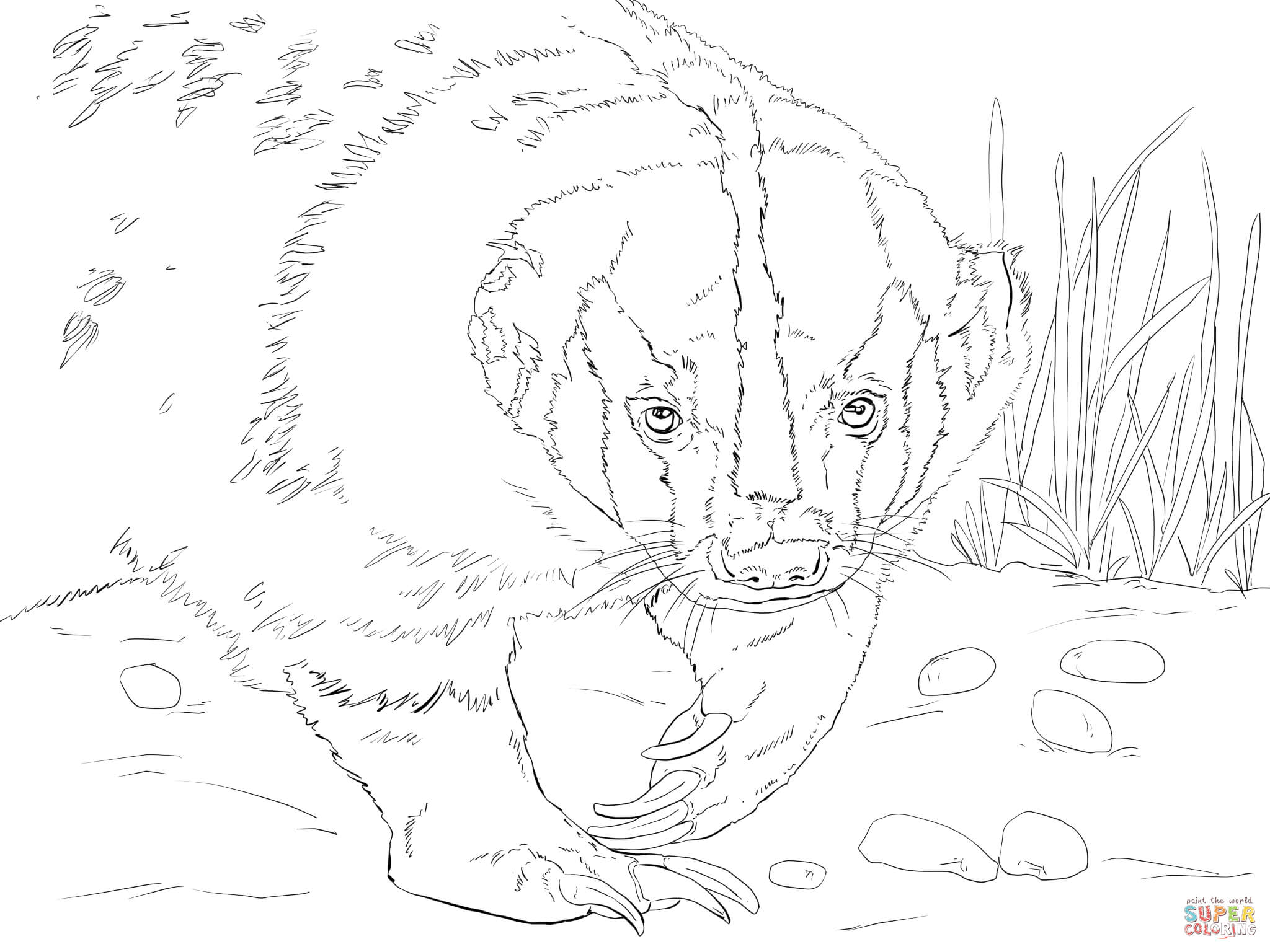 2048x1536 Lavishly Honey Badger Coloring Page American Head Free Printable