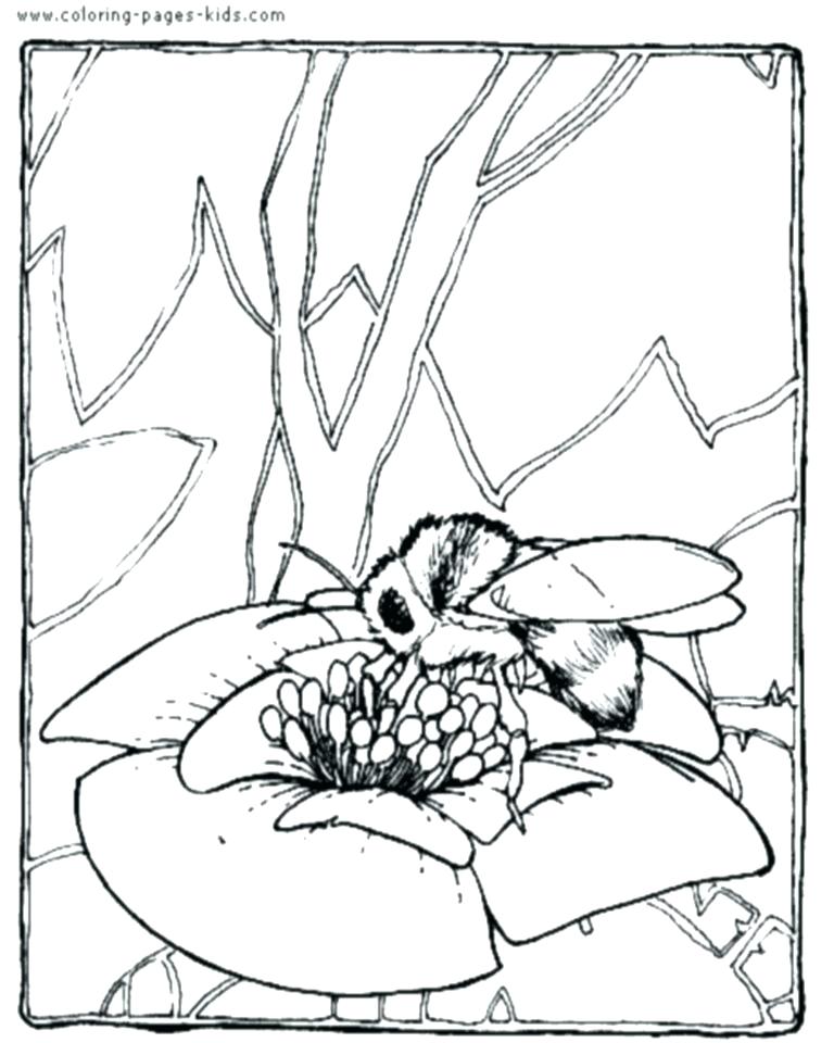 768x960 Badger Coloring Page Pge Nd Bdgers Honey Badger Coloring Pages