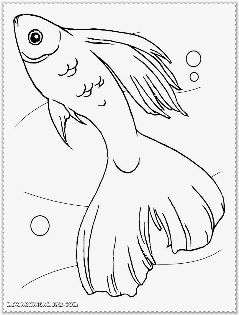 810x1066 Betta Fish Coloring Pages