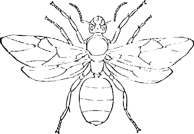 620x429 Opossum Coloring Pages. Coloring Page For Preschool Children Set