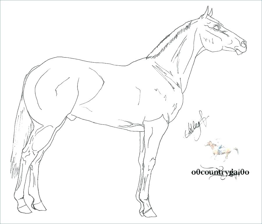 900x768 Coloring Page Of A Horse