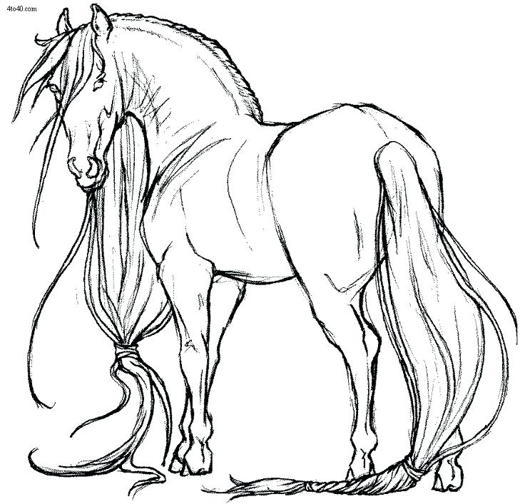 736x707 Color Page Horse