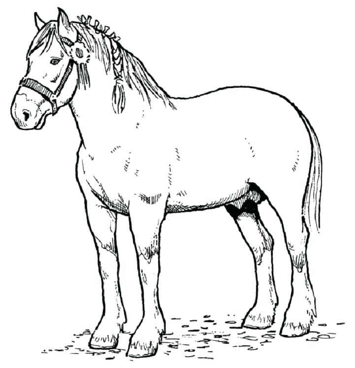 721x747 Horse Coloring Pages To Print Mustang Horse Coloring Pages Horses