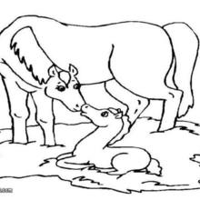 220x220 Horse Coloring Pages