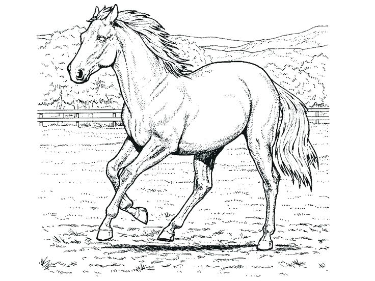 736x552 Horse Color Pages By On Printable Pages Horse Colouring Pages