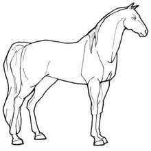 220x220 Walking Horse Coloring Pages