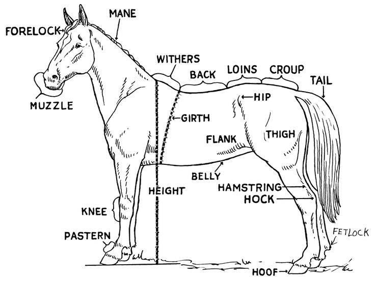 Horse Trailer Coloring Pages