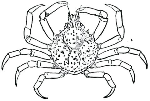 480x323 Crab Coloring Sheet