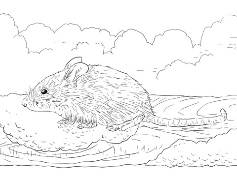 480x360 House Mouse Coloring Pages Common House Mouse Coloring Page Free