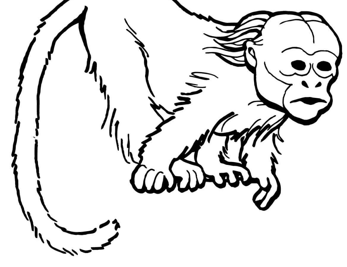 1168x900 Emperor Tamarin Coloring Page Pygmy Marmoset Pages