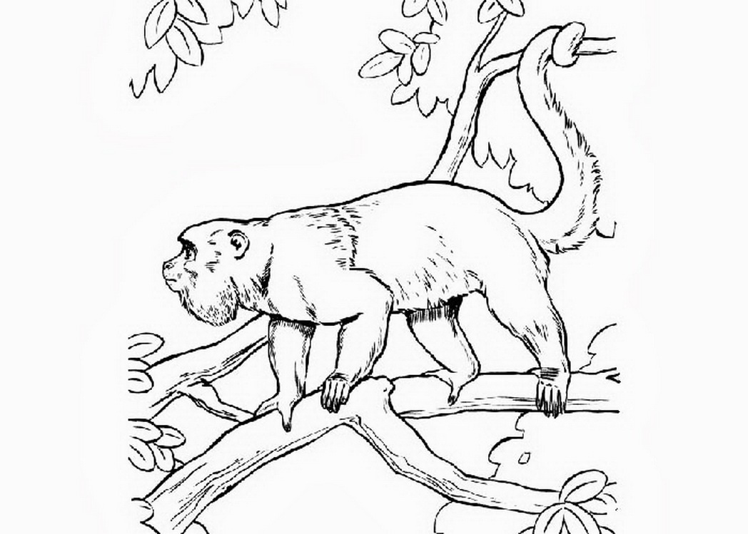 1048x749 Gambar Ini Howler Monkey Coloring Pages Klik Kanan Lalu 515737
