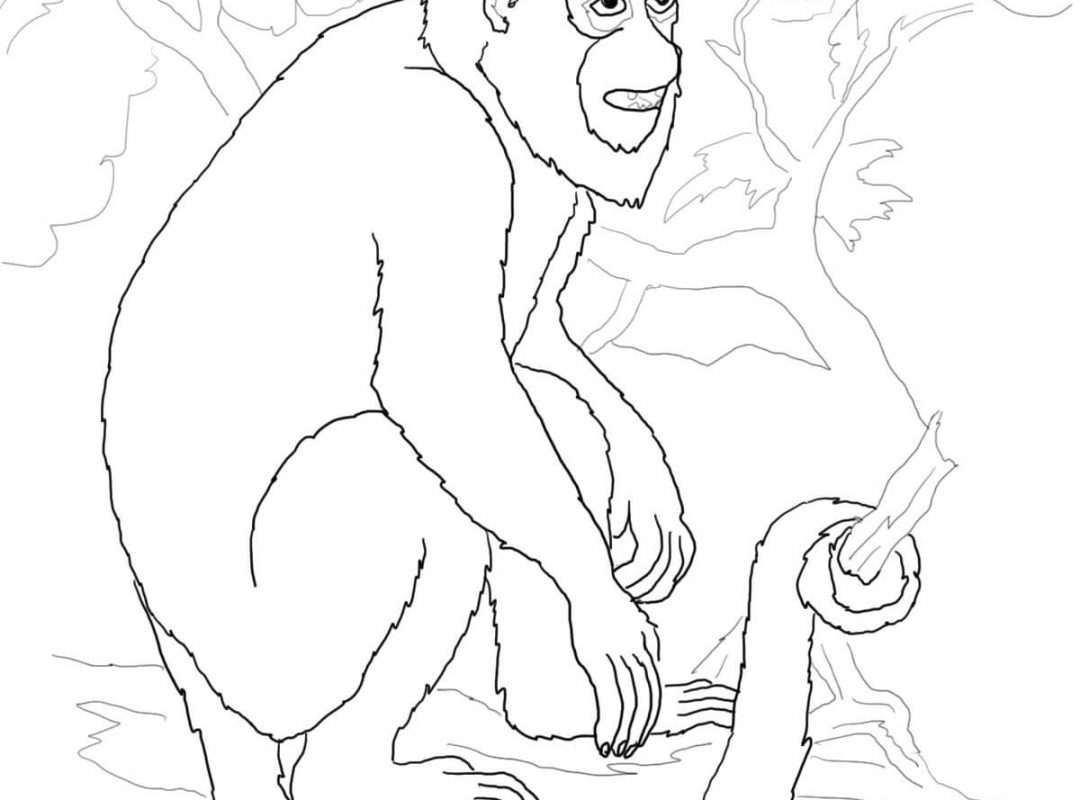 1080x800 Capuchin Monkey Coloring Page Literarywondrous Pygmy Marmoset