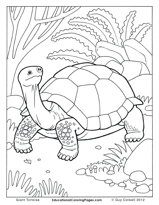 612x792 Charming Howler Monkey Coloring Page Tortoise Coloring Pages